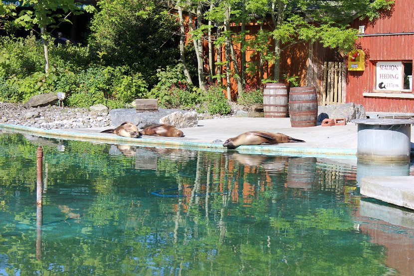 California Sea Lions at the Dublin Zoo